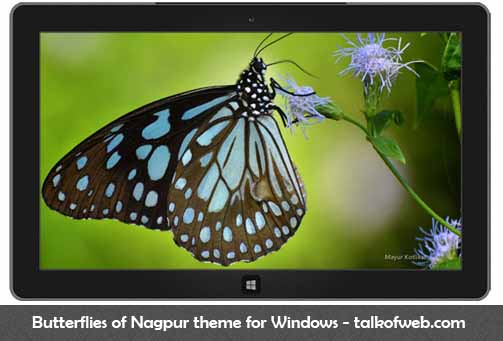 Butterflies of Nagpur