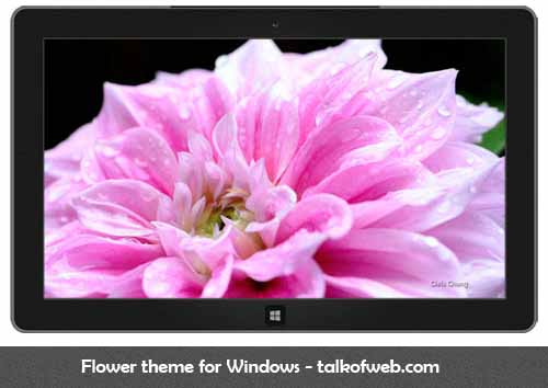 Flower Theme For Windows 8